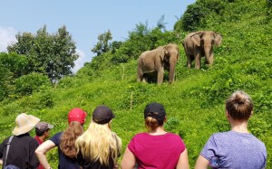 The ECC offers plenty of 'soft' interaction with the elephants